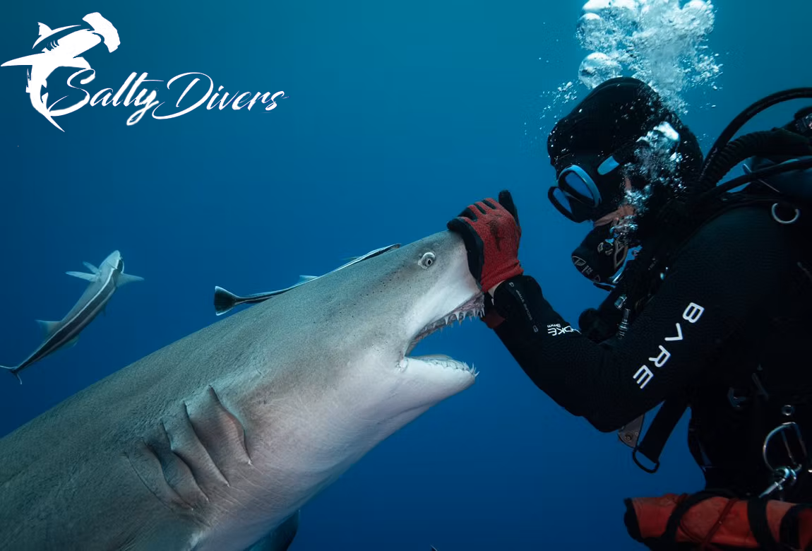 Shark diving in Jupiter, Florida